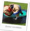 Sumo worstelen